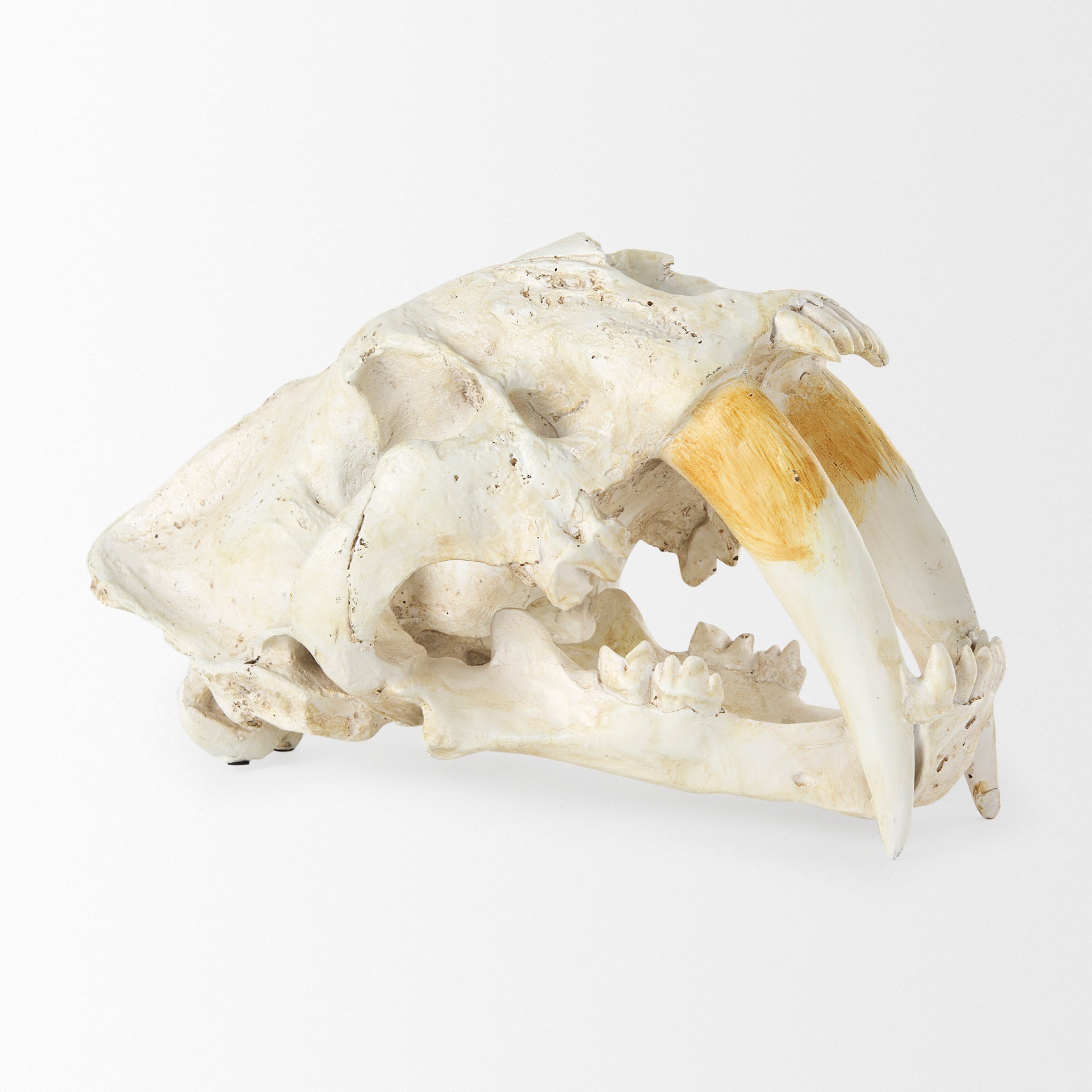 Fozzil 9L x 9W Resin Sabretooth Skull Replica - Central Designs