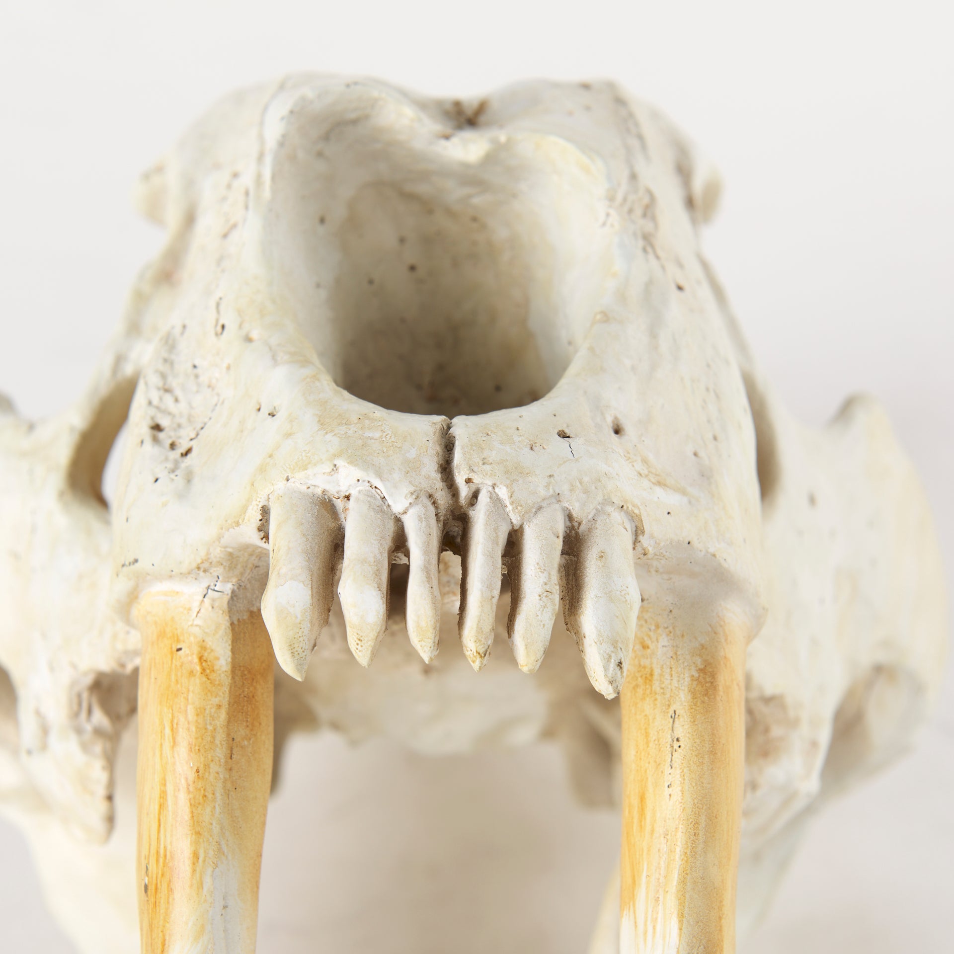 Fozzil 9L x 9W Resin Sabretooth Skull Replica - Central Designs