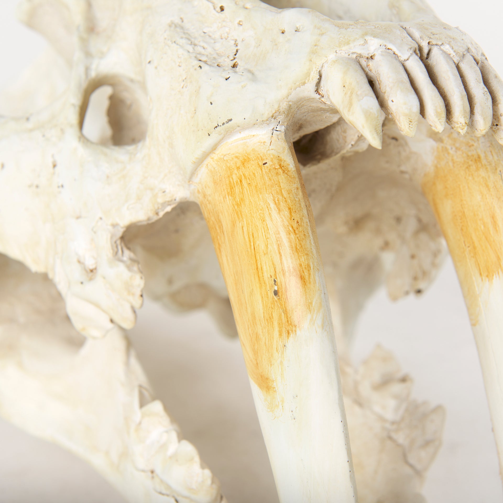 Fozzil 9L x 9W Resin Sabretooth Skull Replica - Central Designs