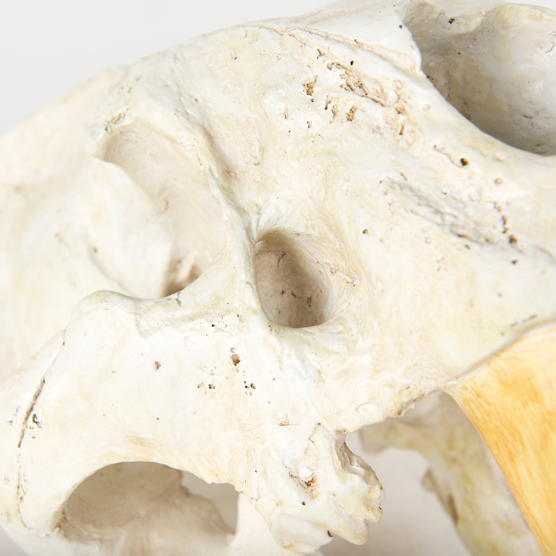 Fozzil 9L x 9W Resin Sabretooth Skull Replica - Central Designs