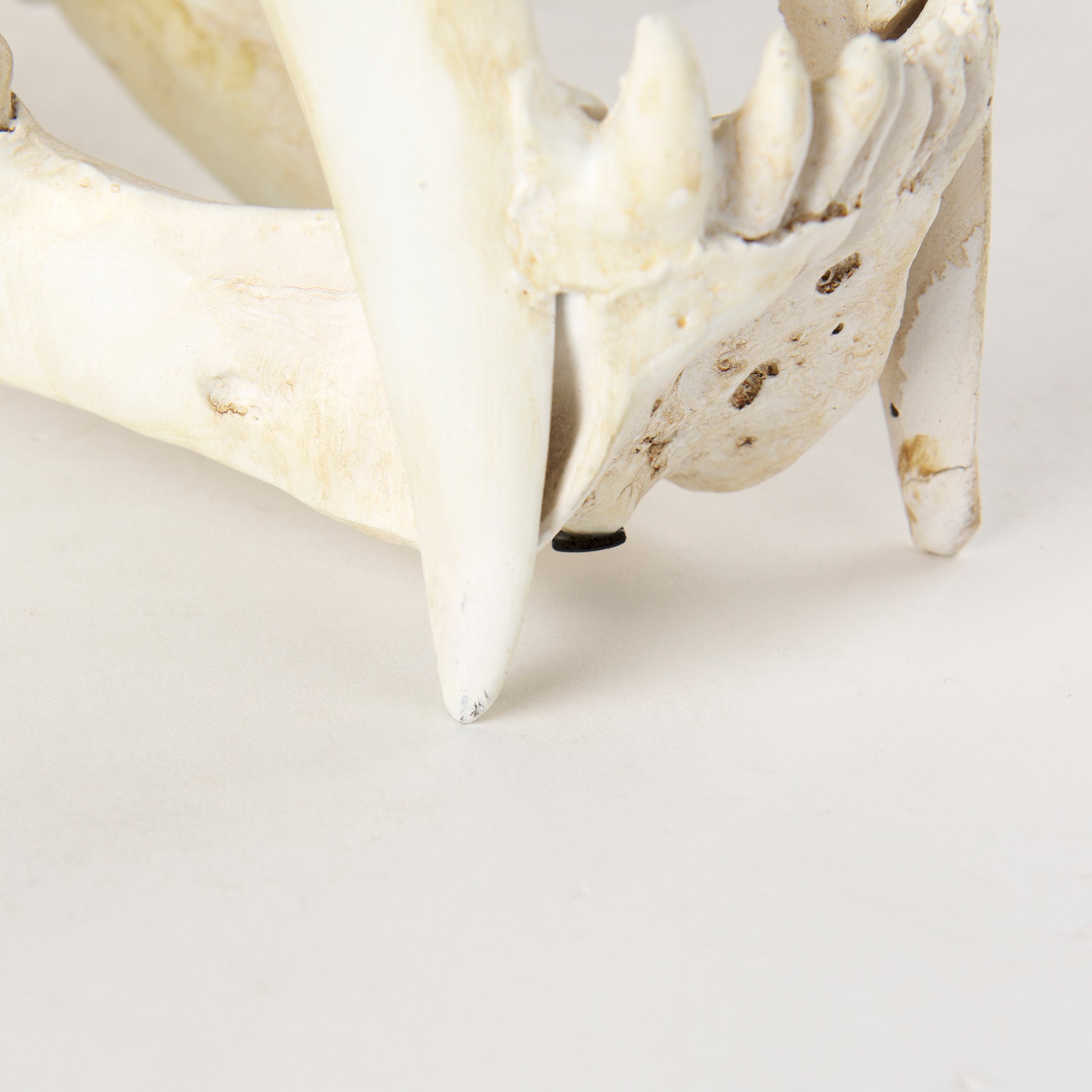 Fozzil 9L x 9W Resin Sabretooth Skull Replica - Central Designs