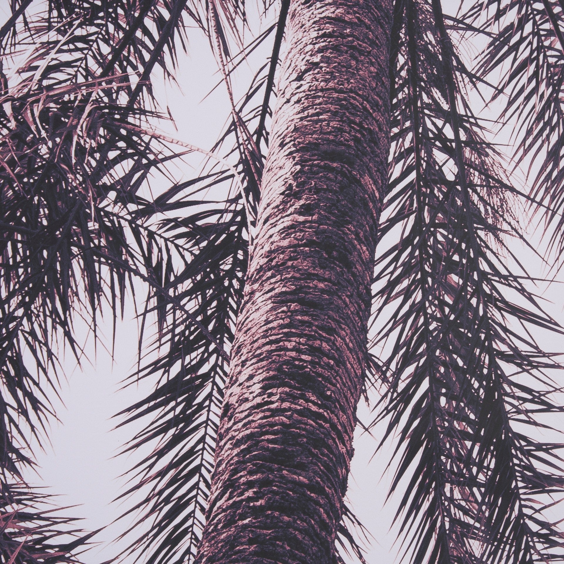 Pink Palms Horizontal by Deborah Revell a Framed Photo Art Print Matted under Glass - Central Designs