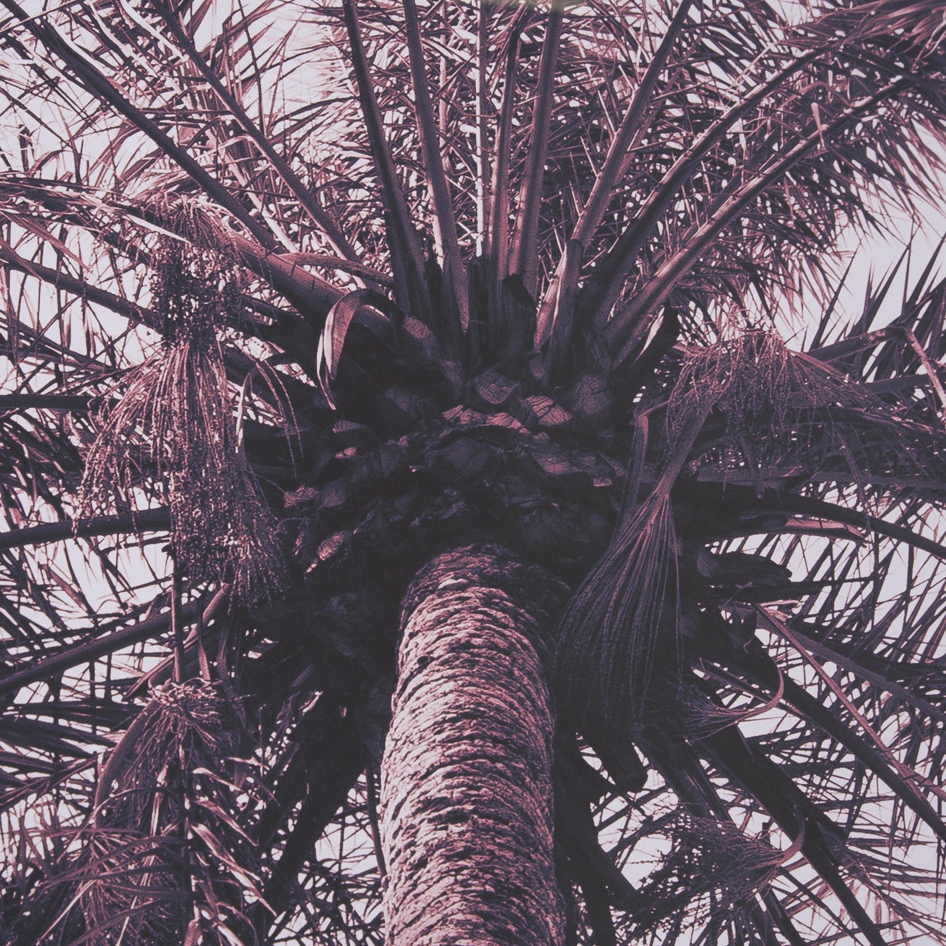 Pink Palms Horizontal by Deborah Revell a Framed Photo Art Print Matted under Glass - Central Designs