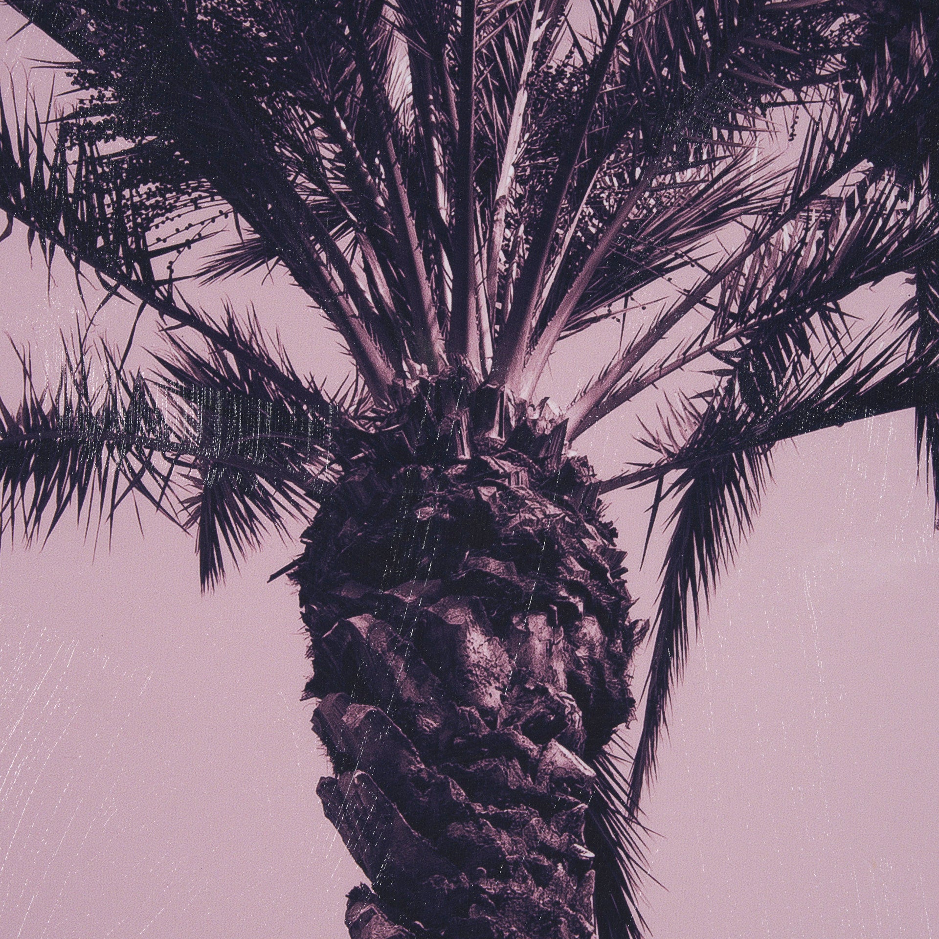Pink Palms I by Deborah Revell a Hand Embellished Framed Photo Art Print - Central Designs