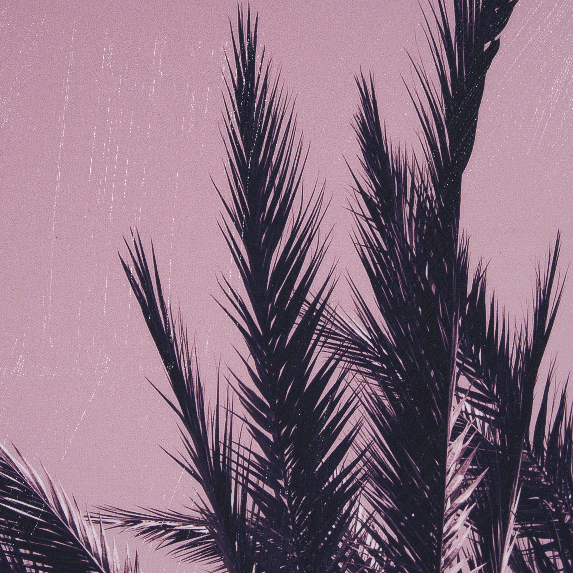 Pink Palms I by Deborah Revell a Hand Embellished Framed Photo Art Print - Central Designs