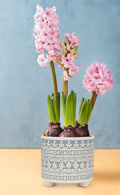 Lg Blue Stencil Planter - 6"H - Central Designs