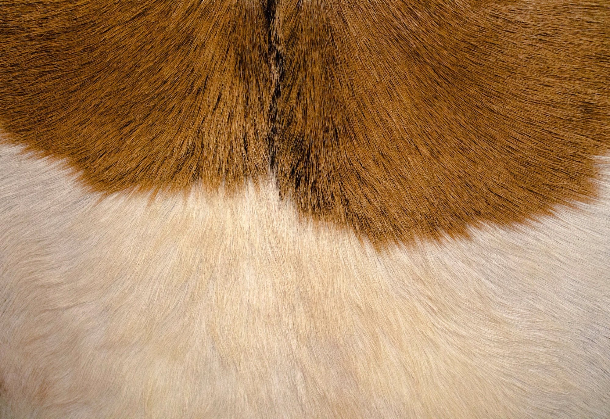Rio Cool Armchair - Brown Mindi Oak, Leather/Goat Hair - Central Designs