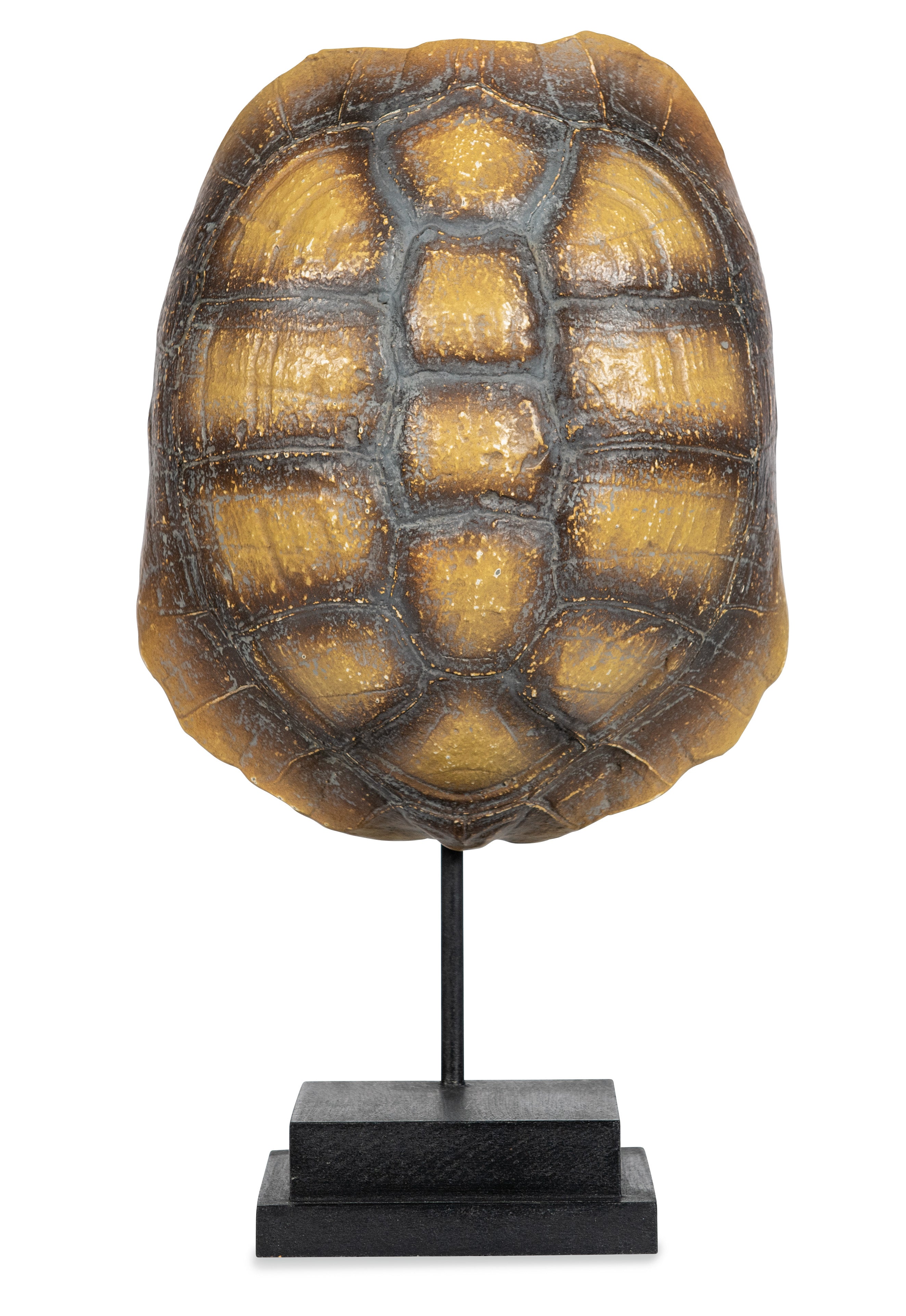 Faux Yellow Footed Tortoise Shell on Stand
