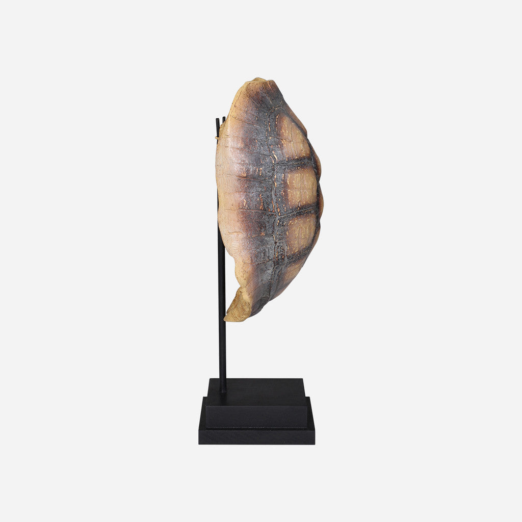 Faux Yellow Footed Tortoise Shell on Stand